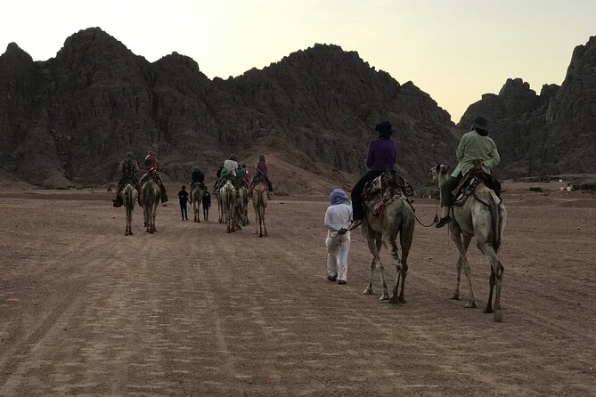 Sharm Bedouin Dinner,Camel Ride & Star Gazing - Pricing and Booking