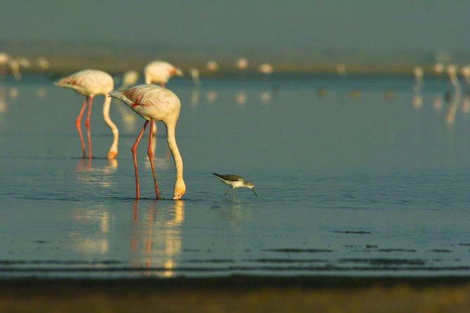 Shore Excursion - Flamingos ,Dune7,Welwitschia, Moonlandscape,Oasis,Swakopmund. - Customer Reviews