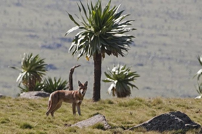 Simien Mountains National Park – 7 Day Trek - Cultural Experiences
