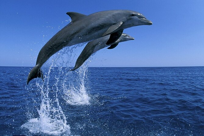 Snorkel With Dolphins, Lunch on Benitiers Island, Speedboat - Directions and Tips