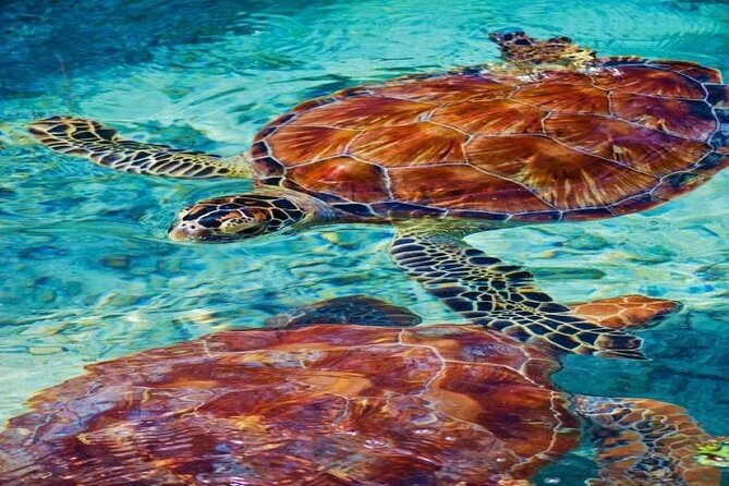 Snorkeling Adventure In Abu Dabbab Beach - Pickup Details