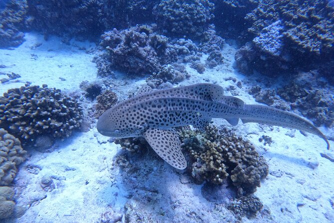 Snorkeling Adventure to Daymaniat Islands - Customer Reviews