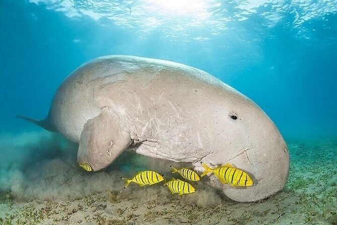Snorkeling Tour to Marsa Mubarak With Optional Diving -Marsa Alam - Frequently Asked Questions