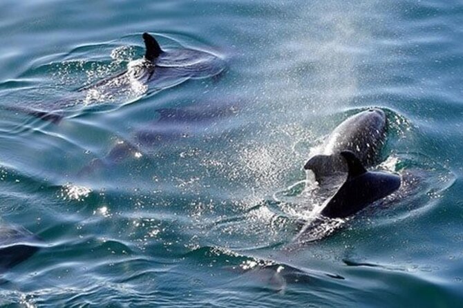 Snorkeling Trip to Giftun Island From Hurghada - Important Information