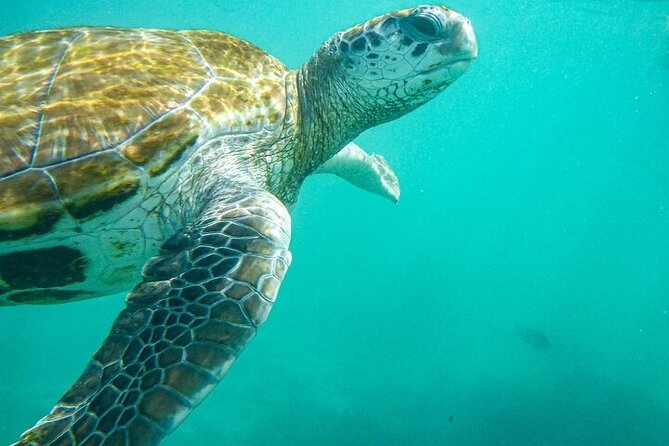 Snorkeling With Giant Turtles & 4 Beaches in the North - Frequently Asked Questions