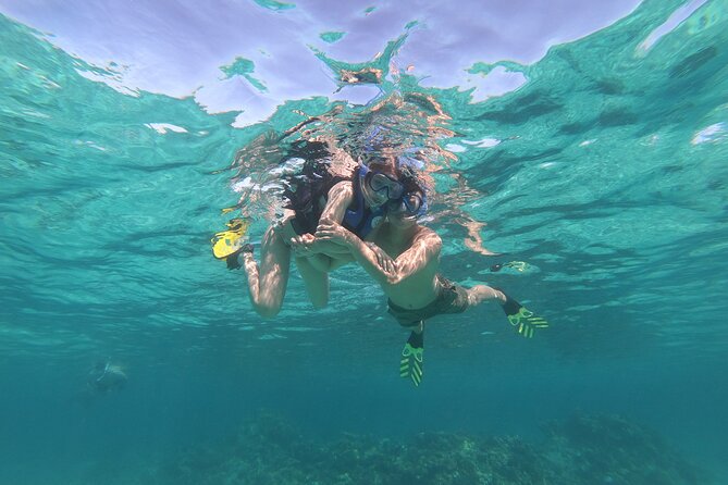 Snorkelling VIP Tour to Dolphin House - What To Expect