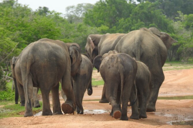 Special Leopards Safari Yala National Park - 04.30 Am to 11.30 Am - Important Notes