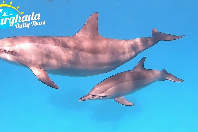 Speed Boat to Dolphin - Booking Process and Directions
