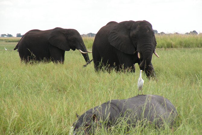 Sunrise and Sunset Cruises in the Zambezi River - The Sum Up