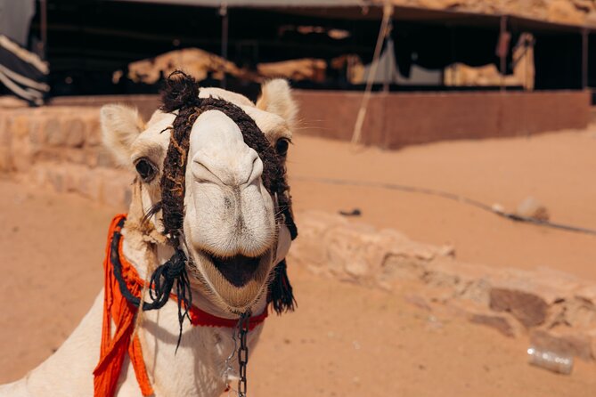 Sunrise & Sunset Tours | Magic Bedouin Star - Frequently Asked Questions