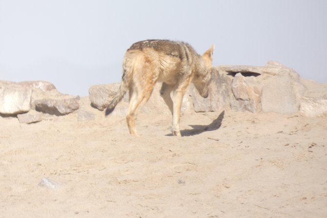 Swakopmund Cape Cross Seal Colony Day Tours - Reviews