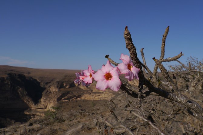 Taiq Cave and Baobab Forest Hiking by Takamul Travel - Wildlife Encounters