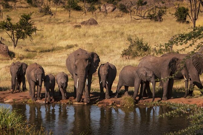 Tanzania Wildlife Safari - Tarangire | Serengeti and Ngorongoro Crater - Reviews and Ratings