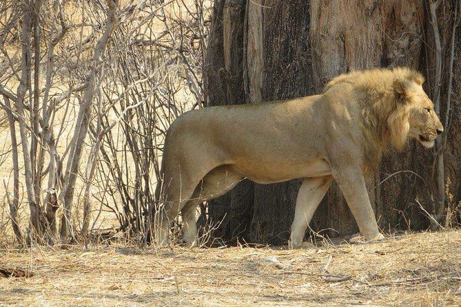 Tarangire National Park and Lake Manyara National Park - Tips for a Memorable Experience