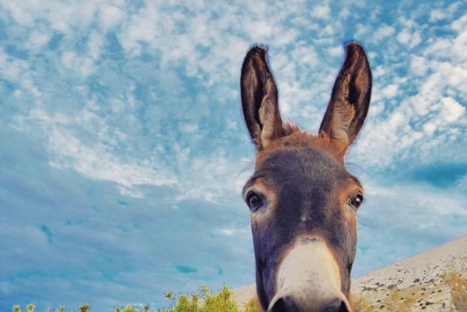 THE DONKEY TRAIL, Muscat- Al Jabal Al Akhdar - Accessibility and Cancellation