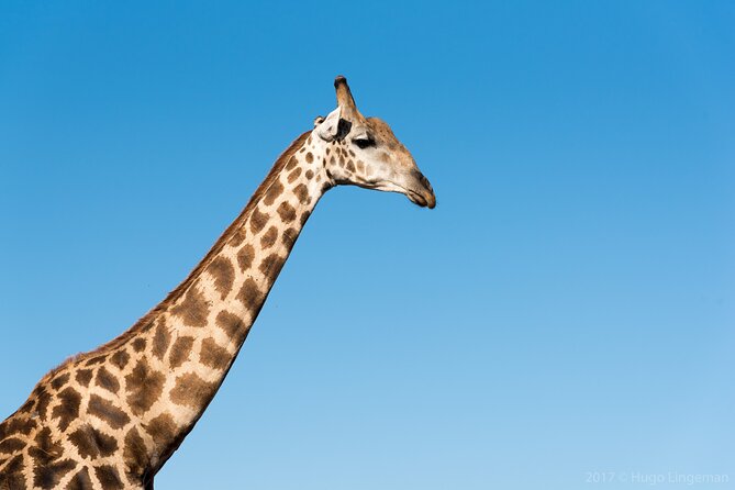 The Mosi Oa Tunya National Park Game Drive - Essential Booking Information