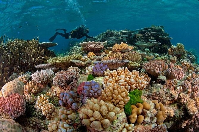 Tiran Island Snorkeling Adventure in Sharm El-Sheikh - Weather Conditions and Best Times to Visit