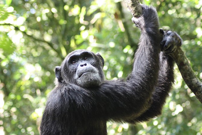 Uganda Wildlife Holiday - 8 Days - Day 6: Boat Safari on the Nile River