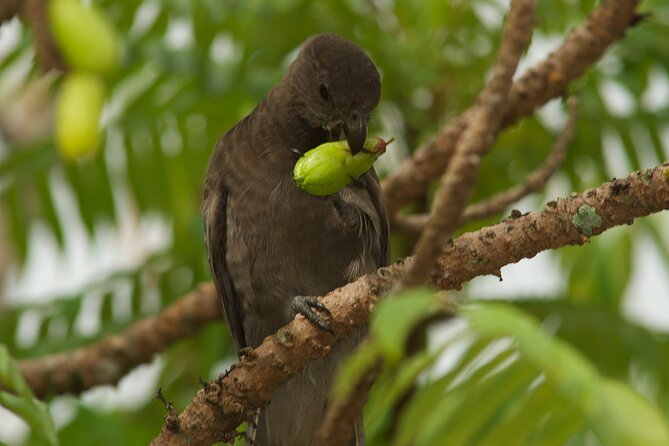 Vallee De Mai Tour (From Praslin) - Pricing and Cancellation Policy