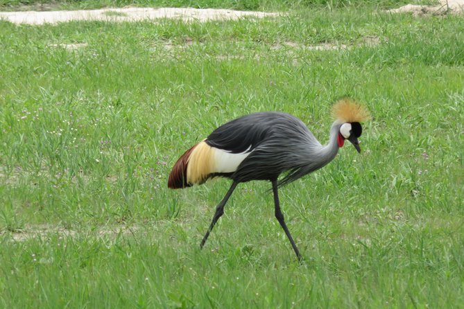 Victoria Falls to Chobe Park Day Tour Plus Boat Ride ! - Additional Info