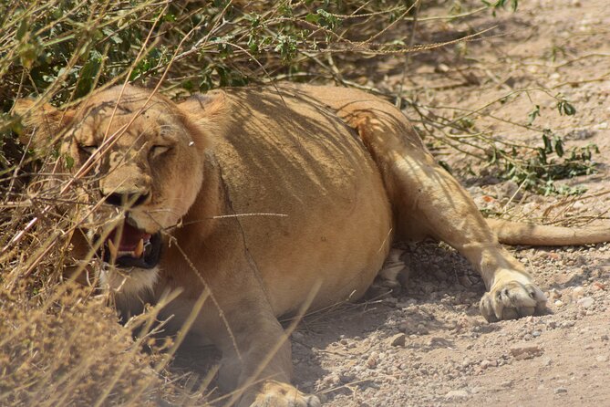 Visit Serengeti | Ngorongoro | Tarangire | Lake Manyara National Park - Booking Information