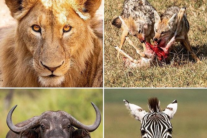 Visit the Masai Market - Reviews and Ratings Overview