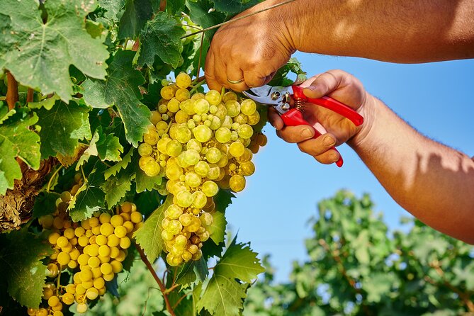 Visit to the Florio Winery and Wine Tasting - Frequently Asked Questions