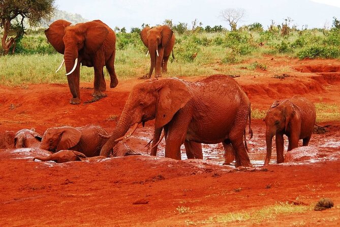 Visiting the Nairobi Elephant Orphanage Tours and Tickets - Directions