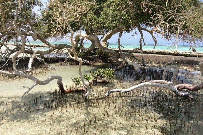 Wadi El Gamal Amazing Day Jeep Safari Full Day With Bedouin Dinner - Marsa Alam - Good To Know