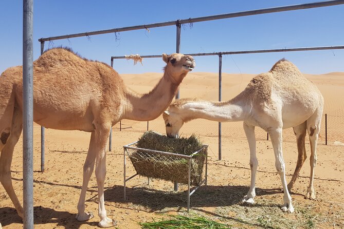 Wahiba Desert Safari With Bedouin Traditional Lunch or Dinner - Experience Highlights