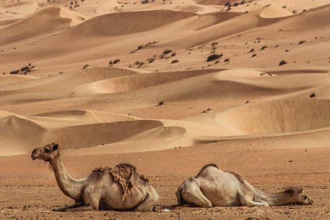 Wahiba Sands (Desert Tour) Price per Vehicle) - Price and Booking Details