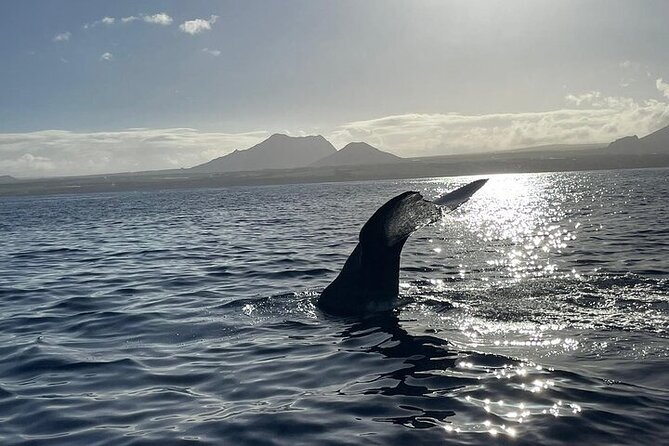 Whale Dream Ltd - Whale Watching and Swim With Dolphins - Directions