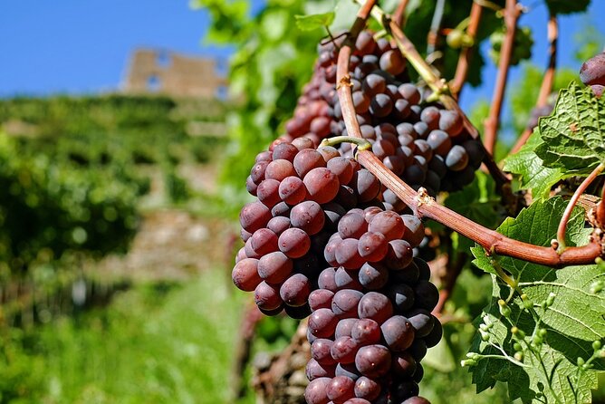 Wine Tasting and Visit to Santagata De Goti Cellars - Accessibility and Restrictions