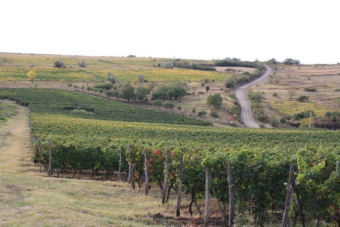 Wines of Wallachia – 8 Hours - Highlights and Itinerary