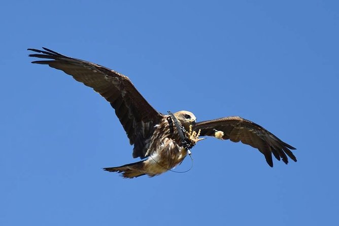 Wings of Love: Romantic Proposal in Florence - Falconer Show and Bird Delivery