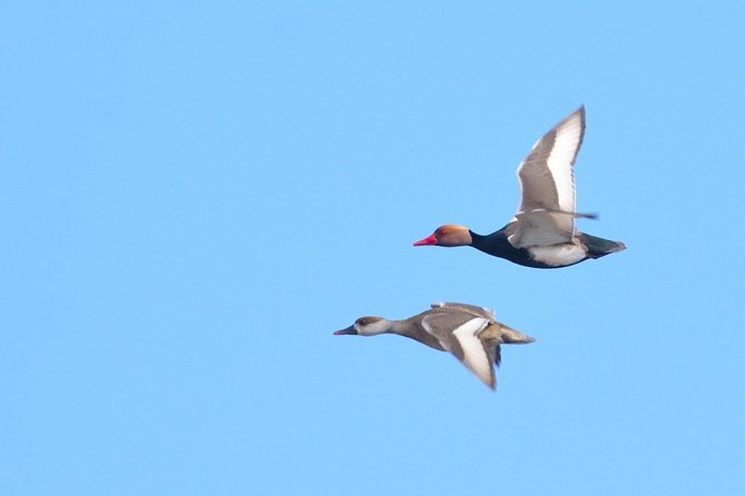 Winter Birding Day Trip to Dobrudja From Tulcea/Constanta - Frequently Asked Questions