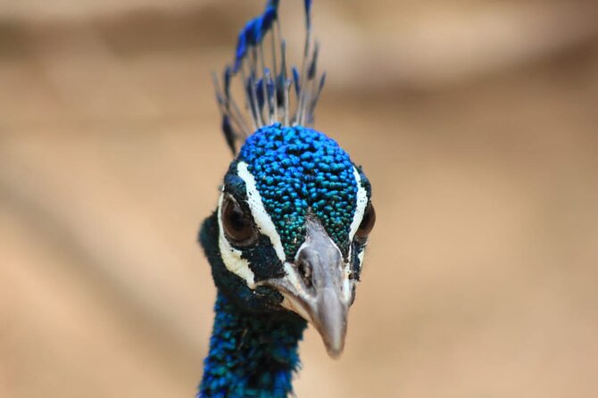 Yala Safari Private Day Tours in Yala National Park - Flexible Cancellation Policy