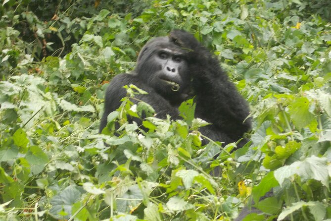 6 Day Golden Monkey, Nyungwe Chimps, Lake Kivu and Gorilla Trek - Itinerary Overview