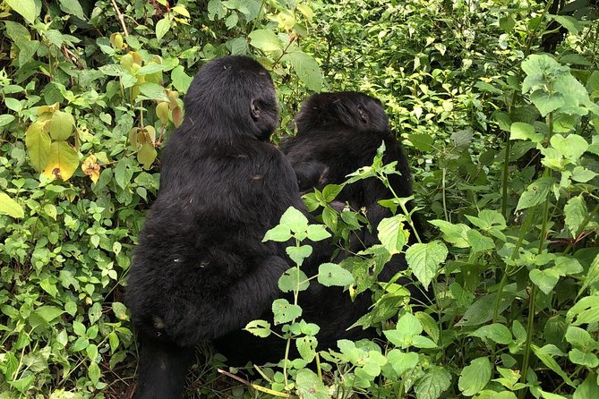 6 Day Uganda Gorilla Safari and Lake Bunyonyi Homestay Experience - Itinerary Overview