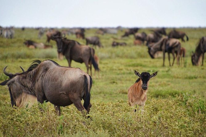 6 Days Christmas /New Year Offer Rift Valley & Masai Mara - Included Services