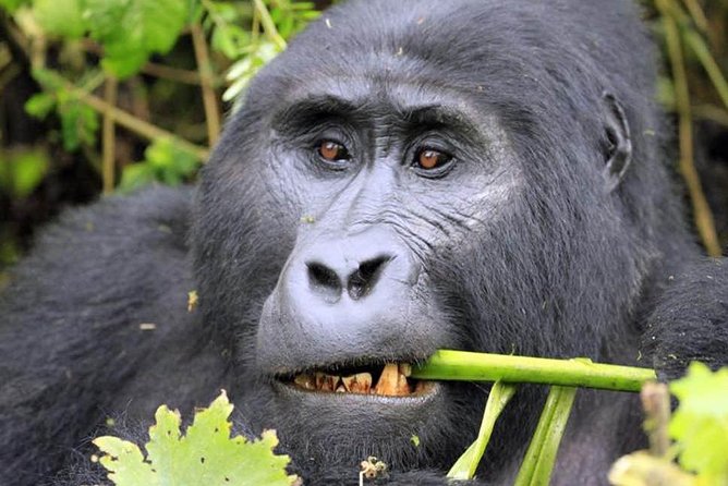 6 Days Gorilla & Chimpanzee Safari in Uganda - Good To Know