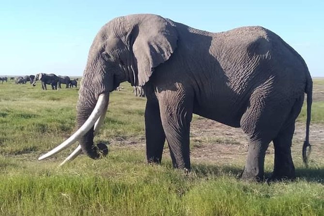 6 Days: L. Nakuru, L Elementaita Park, Maasai Mara National Reserve - Exploring Lake Elementaita Park