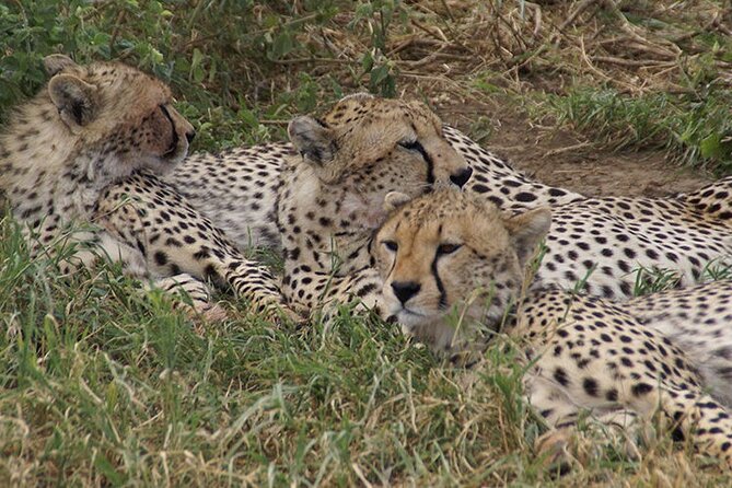 6 Days Luxury Wildlife Tanzania Safari - Good To Know