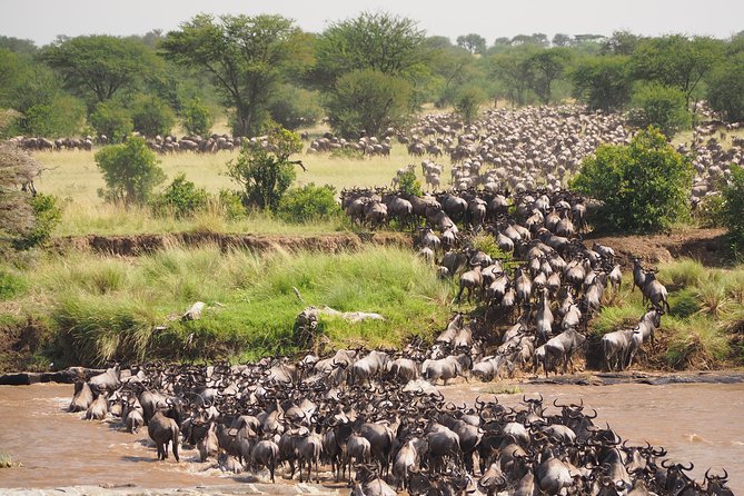 6 Days Migration Safari (Budget Camping in Ngorongoro Crater, Ndutu, Serengeti) - Safari Itinerary Overview