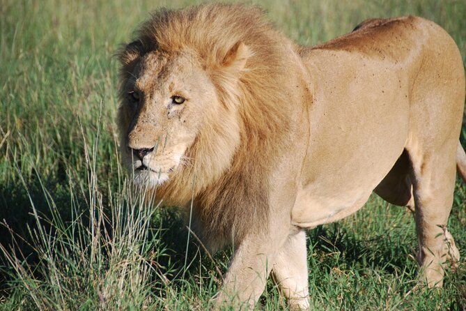 6 Days Private Tour to Lake Nakuru National Park in Maasai Mara - Accommodation Details