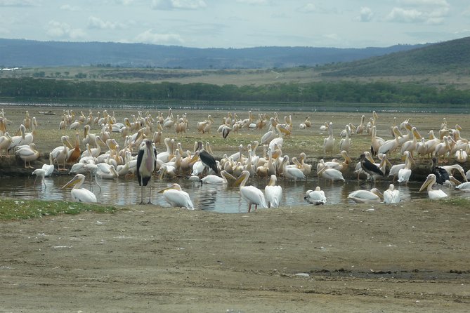 6 Days Safari to Amboseli N/P Aberdare N/P, Lake Nakuru N/P and Maasai Mara N/R. - Meal Inclusions