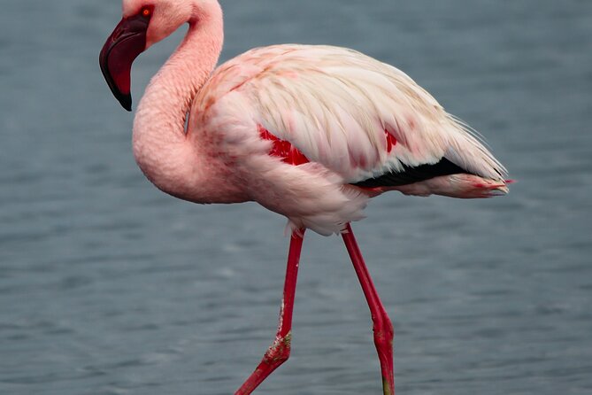 6 Days Sossusvlei, Swakopmund and Etosha NP Camping - Good To Know
