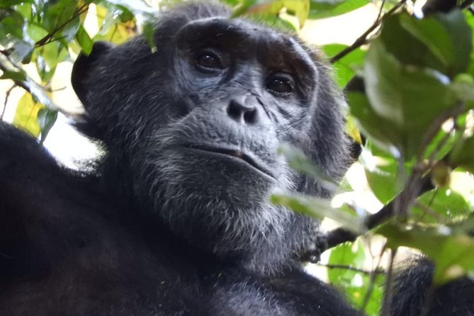 08 Days Classic Uganda Primate Tour - Accommodation Details