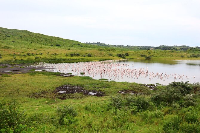 1 Day Arusha National Park (Game Drive and Walking Safari). - Insider Tips