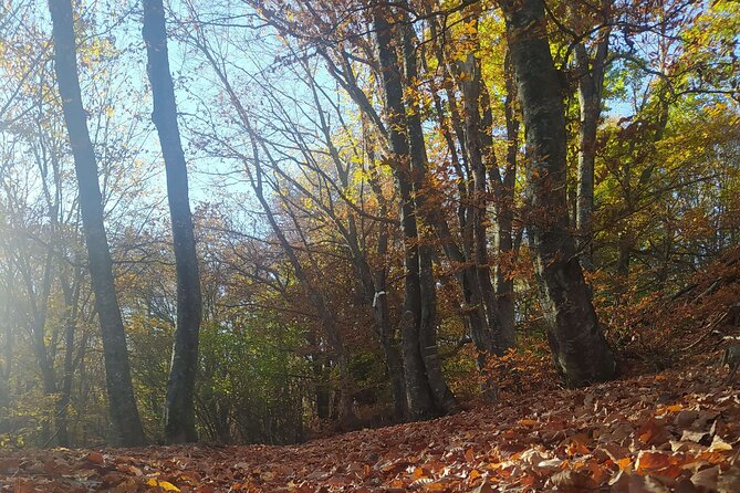 1 Day Chortiatis Thessaloniki Private Hiking Tour - What To Expect